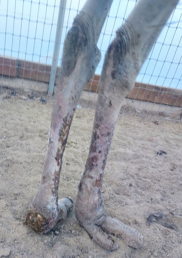 Close up of injured ostrich legs