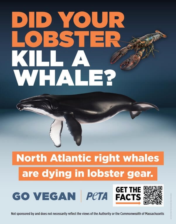 Color poster with images of a whale and a lobster. Text reads "Did your lobster kill a whale? North Atlantic right whales are dying in lobster gear. Go Vegan"