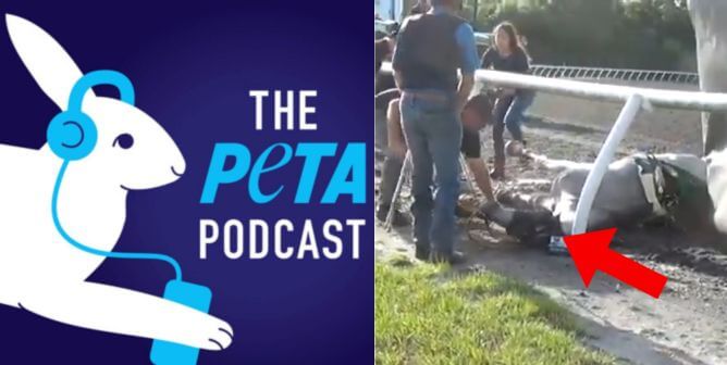 PETA podcast logo and horse screenshot