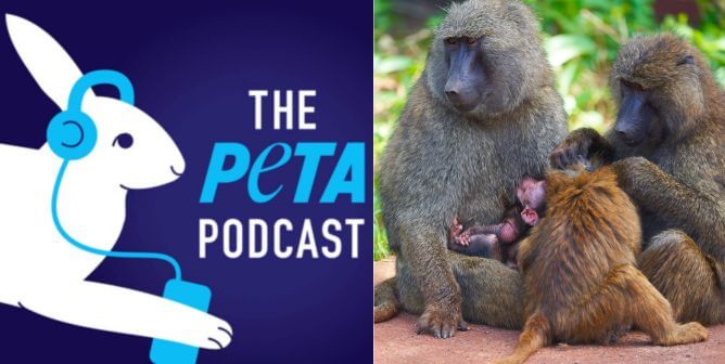 the PETA podcast logo, a group of baboons in Tanzania