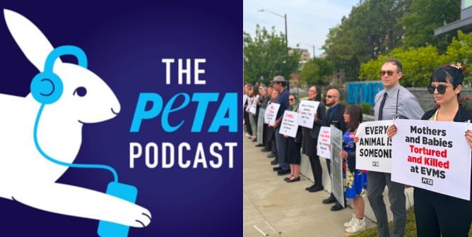 PETA podcast logo and a protest at EVMS