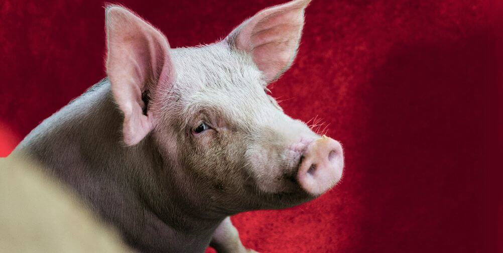 sad pig with red background