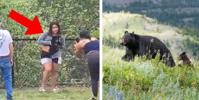 Person posing with black bear / a parent and cub black bear in the Rocky Mountains