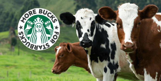Starbucks spoof logo and three cows in front of green pasture