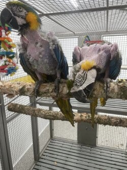 parrots in quarantine enclosure at Peaceable Primate Sanctuary