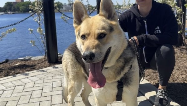 Timothy, an adoptable German shepherd mix rescued by PETA