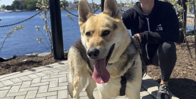 Timothy, an adoptable German shepherd mix rescued by PETA