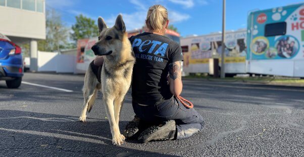 El cachorro rescatado Timothy con Ashley, miembro del personal de PETA