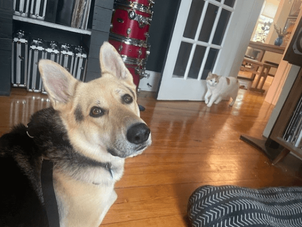 Timothy the German Shepherd mix meets a cat friend