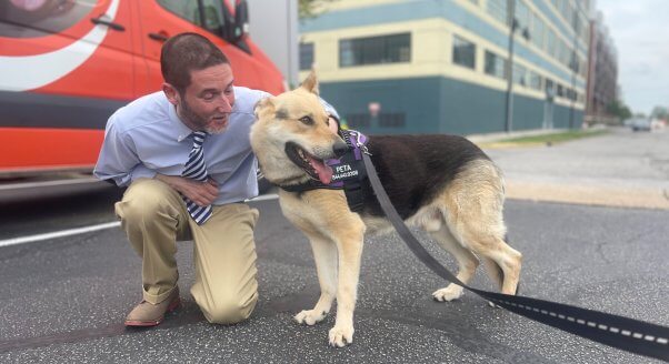 Rescued German shepherd mix Timothy with PETA staffer Dan