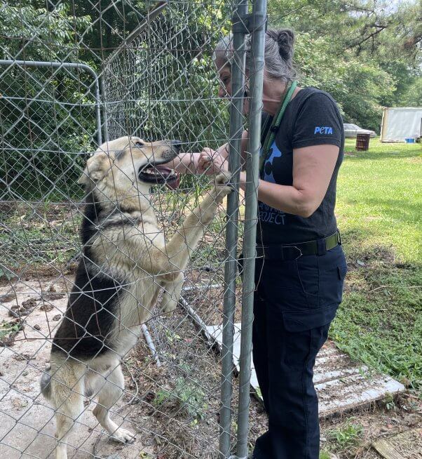 German shepherd mix Timothy greeting PETA VP Daphna from his pen