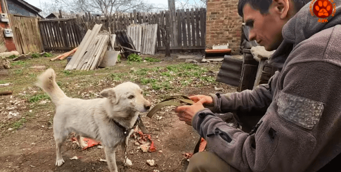 dog rescued in Ukraine with ARK member