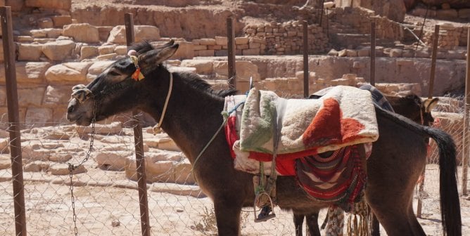 An encumbered donkey in Petra