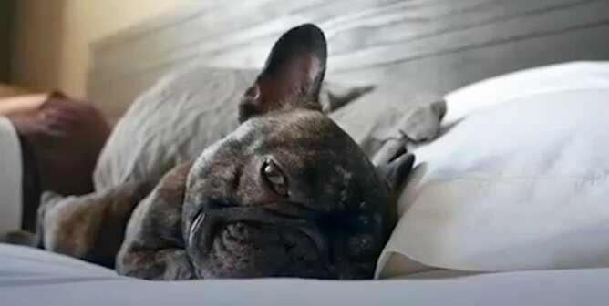 Arnie French Bulldog on couch