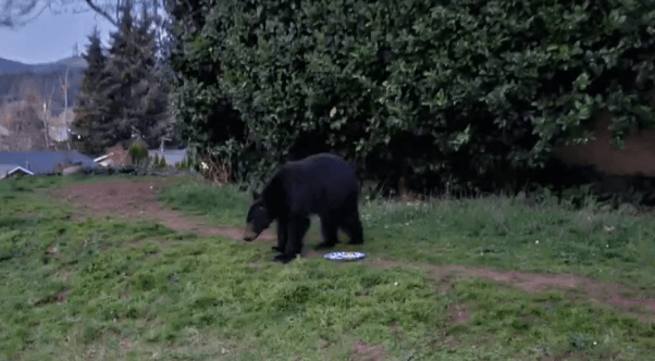 black bear next to a plate that appears to have been licked clean