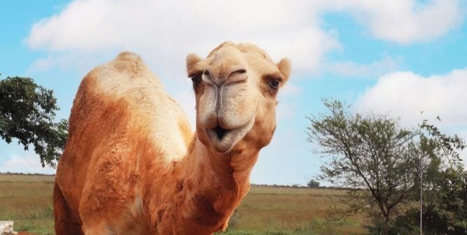 Camel in sanctuary