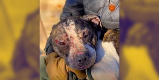 Butch the dog in Ukraine