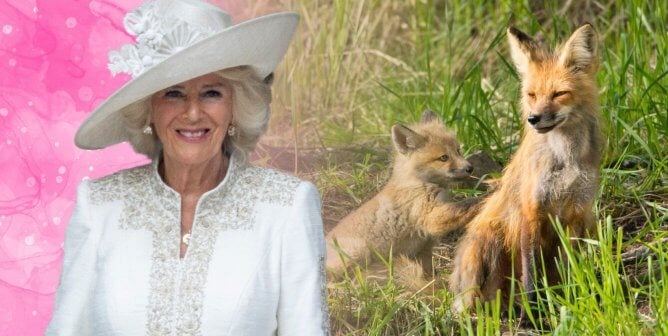 Queen Camilla on a pink background next to foxes in yellowstone