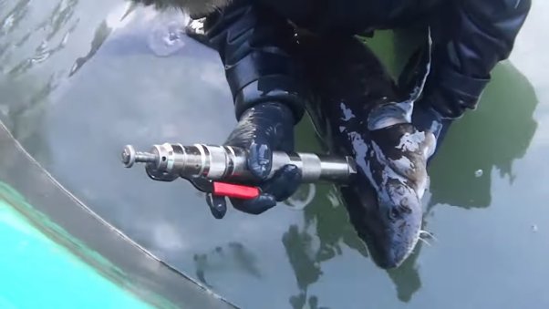 worker shooting sturgeon with captive bolt gun as seen in animal justice caviar farm investigation