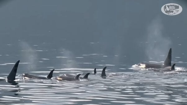corky family of northern resident orcas in the ocean