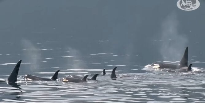 corky family of northern resident orcas in the ocean