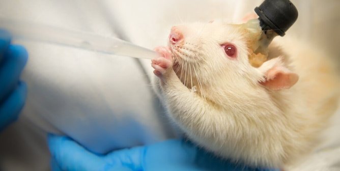 A white rat with a cranial implant eating from a dropper