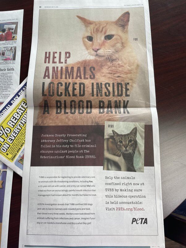 newspaper page with cats fox and vivi who were found it peta's investigation into the veterinarians' blood bank