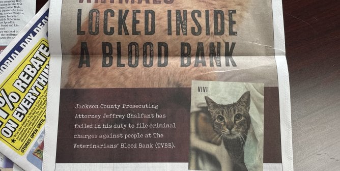 newspaper page with cats fox and vivi who were found it peta's investigation into the veterinarians' blood bank