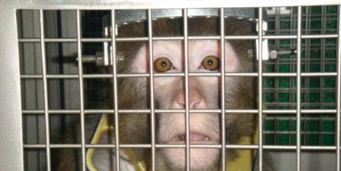 A monkey with a cranium post