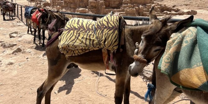 A donkey tethered to a metal fence