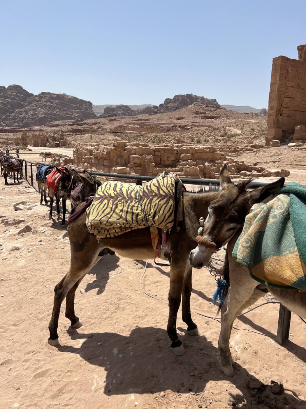 Donkeys Suffer From Extreme Thirst, Dogs Struck Down With Rabies at