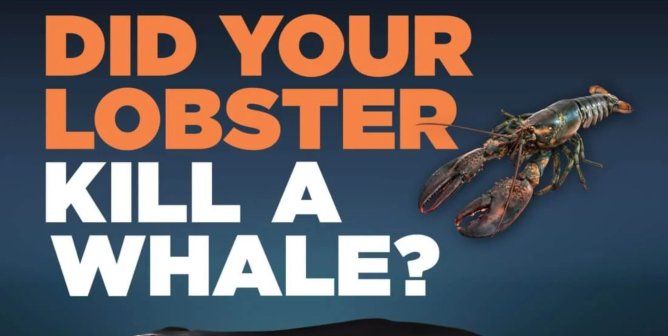 cropped PETA ad that reads "Did Your Lobster Kill a Whale?", with a lobster pictured