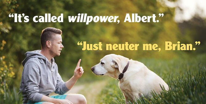 human with dog. Human says "It's called willpower, Albert." and dogs says "Just neuter me, Brian."