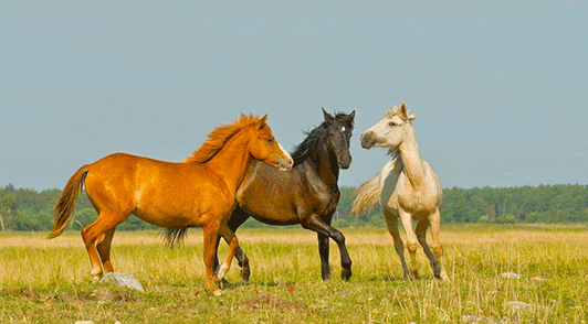 horses outside a field