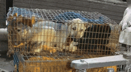 dogs in cramped cages