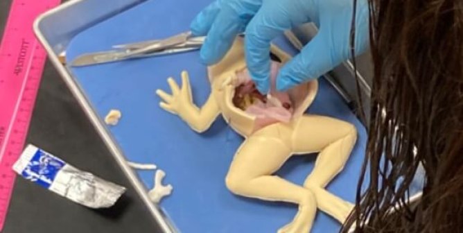 Close up of a student dissecting a synfrog