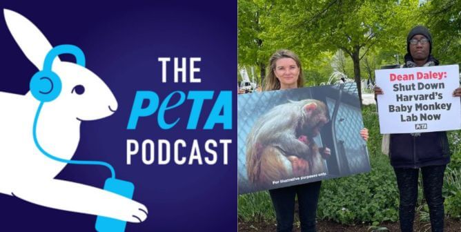PETA podcast logo next to protesters