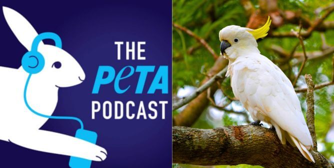 bird on branch, PETA podcast logo