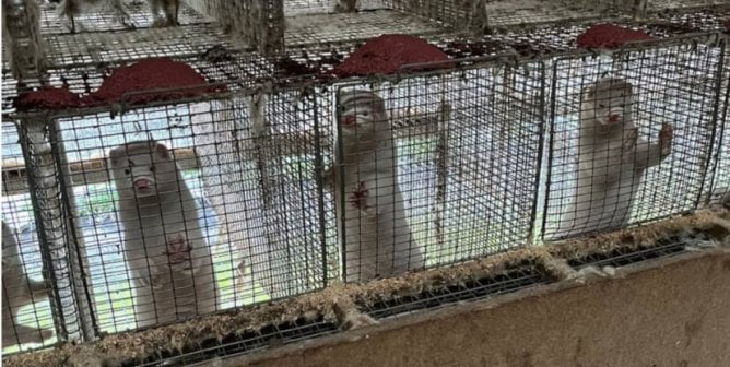 screenshots of a video showing animal suffering on Polish mink farm