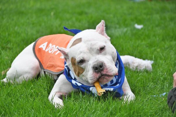 dog chews on treat in the grass