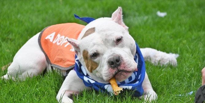 dog chews on treat in the grass