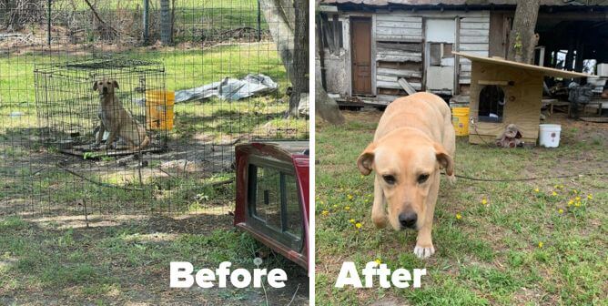 Roxy Gets a Rockin’ New Doghouse—Thanks to PETA