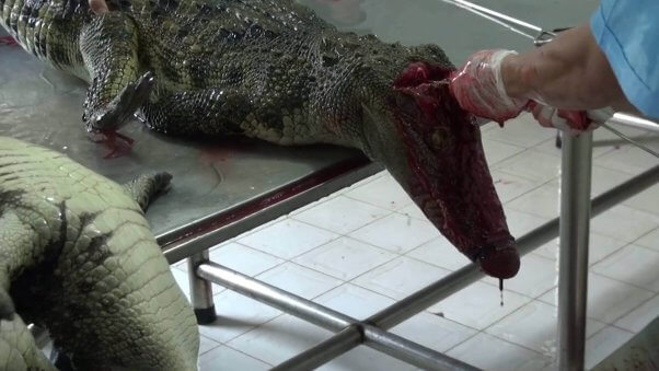 A beheaded crocodile