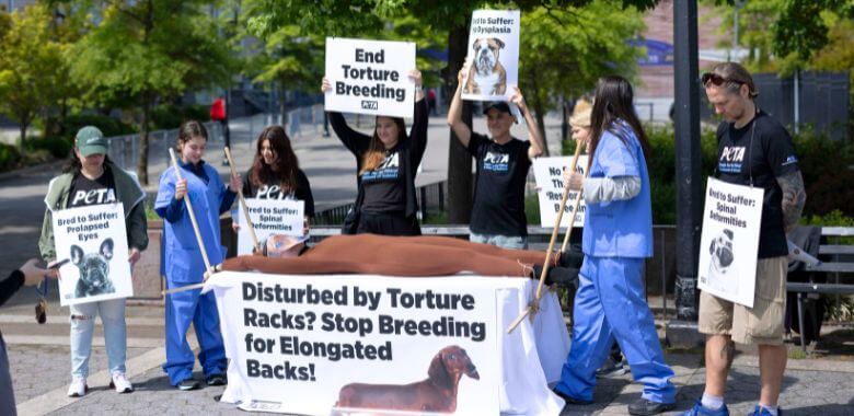 PETA Tortures ‘Dachshund’ to Show Result of Westminster Breeders’ Greed