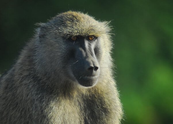 Close up of a baboon