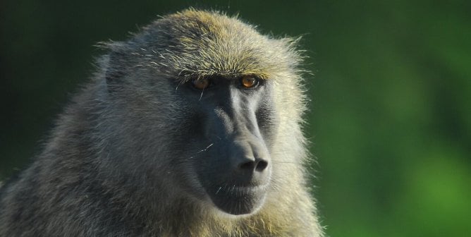 Close up of a baboon