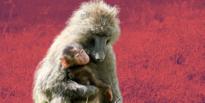 baboon with mother