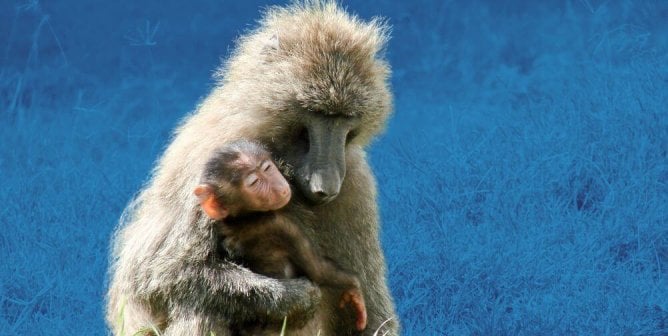 baboon with mother ablue background