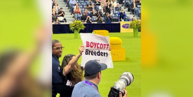 boycott breeders protest image