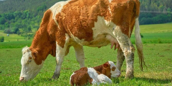 brown and white mother and baby cow in grass